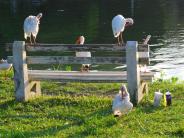 six white ibis birds sitting on a bench near the water with someone's lunch on the ground next to the bench