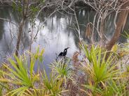 A black Anhinga bird in the water with palmetto leaves in foreground and 