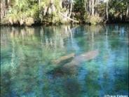A manatee and her calf float beneath the surface of the water at the Three Sisters Springs.