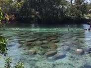 An aggregation of manatees gathers in the springs.