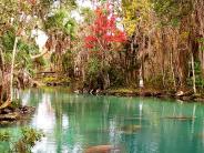 The Three Sisters Springs takes refuge among the trees that line its banks.  Manatees roam beneath the surface.