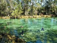 People in wet suits swim and snorkel in the springs with a manatee