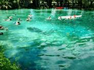 People swimming and snorkeling in the springs with a manatee