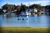Residents of Crystal River swim in King's Bay.