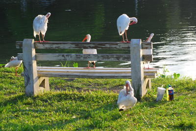 six white ibis birds sitting on a bench near the water with someone's lunch on the ground next to the bench