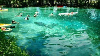 People swimming and snorkeling in the springs with a manatee