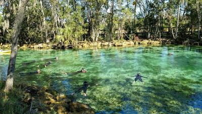 People in wet suits swim and snorkel in the springs with a manatee