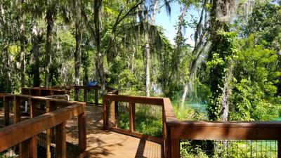 A wooden boardwalk surrounded by trees and shade, overlooks the Three Sisters Springs.