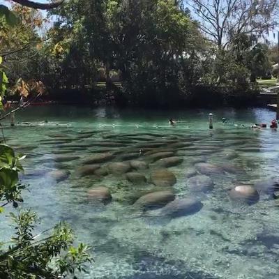 An aggregation of manatees gathers in the springs.
